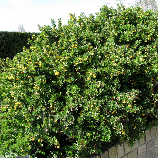 Big Photo of Berberis  Buxifolia