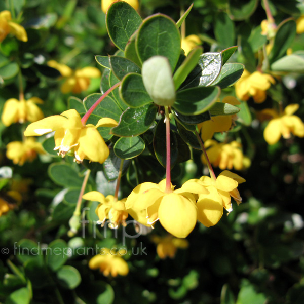 Big Photo of Berberis  Buxifolia, Flower Close-up