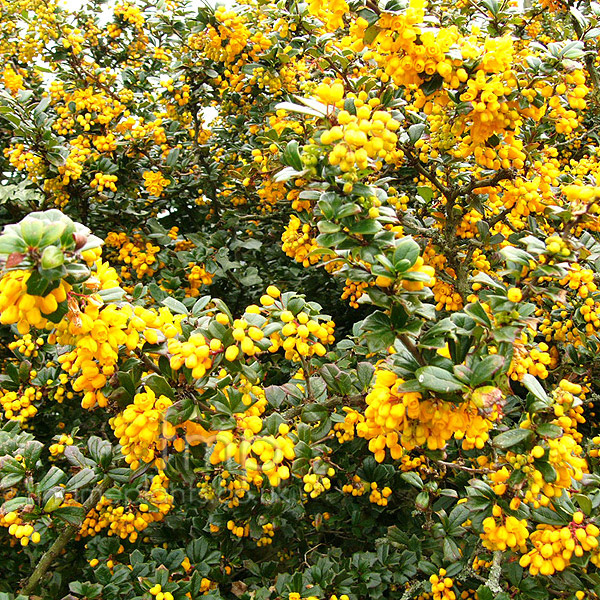 Big Photo of Berberis Darwinii