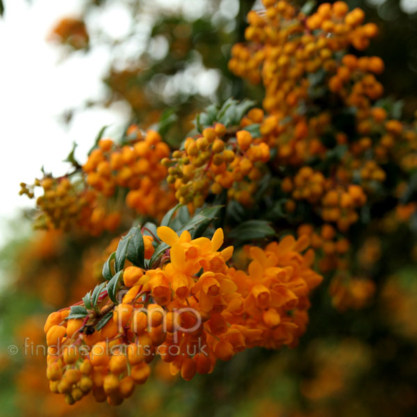 Big Photo of Berberis Darwinii, Flower Close-up