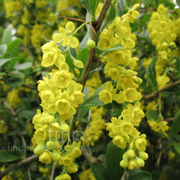 Big Photo of Berberis Floribunda