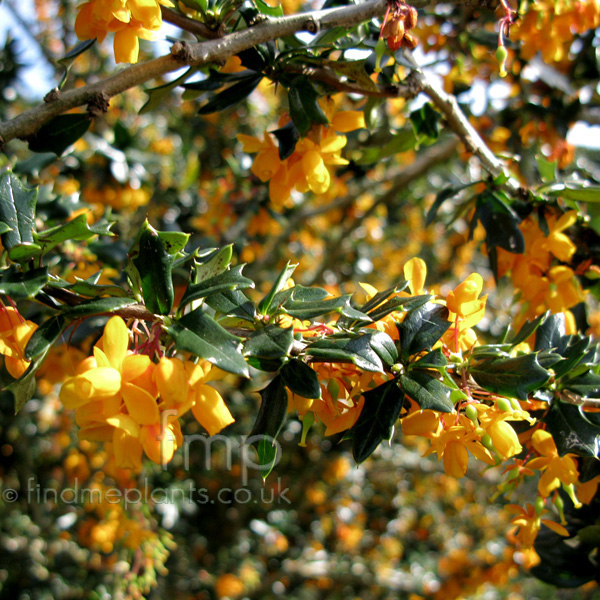 Big Photo of Berberis Lologensis