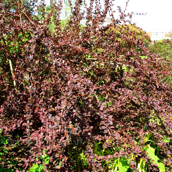 Big Photo of Berberis Ottawensis