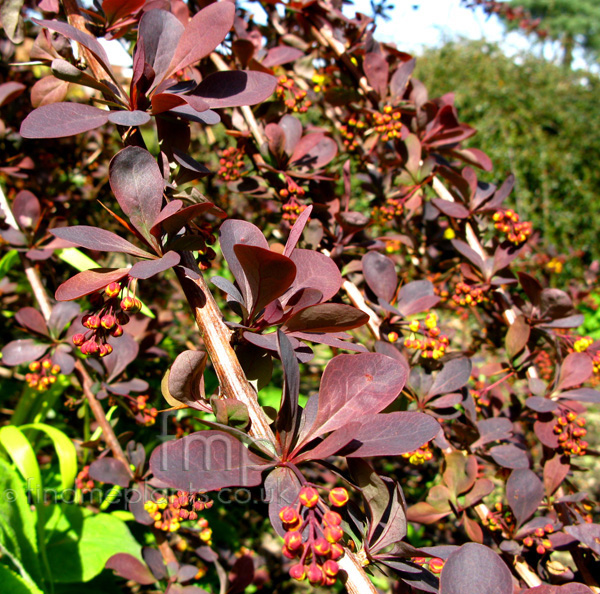 Big Photo of Berberis Ottawensis, Flower Close-up