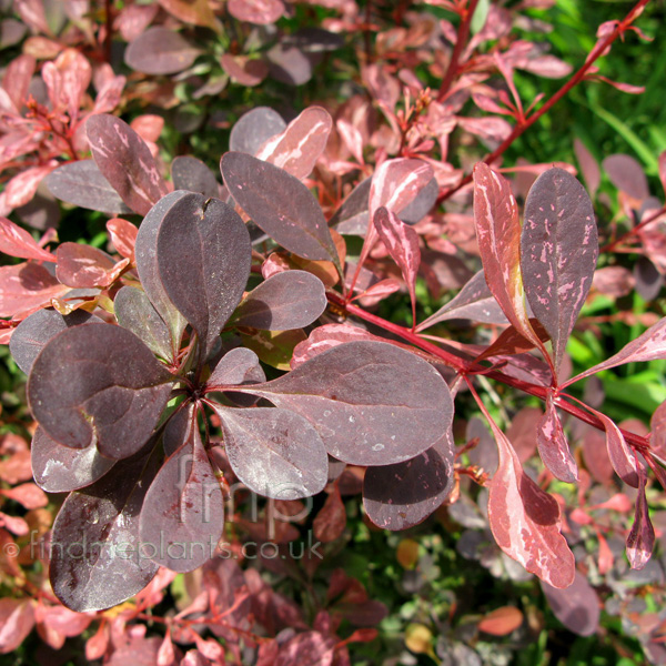 Big Photo of Berberis  Thunbergii, Leaf Close-up