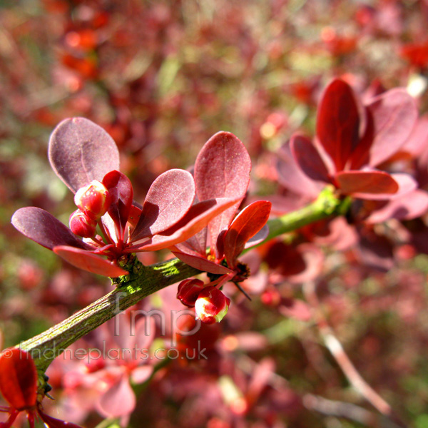 Big Photo of Berberis Thunbergii, Leaf Close-up