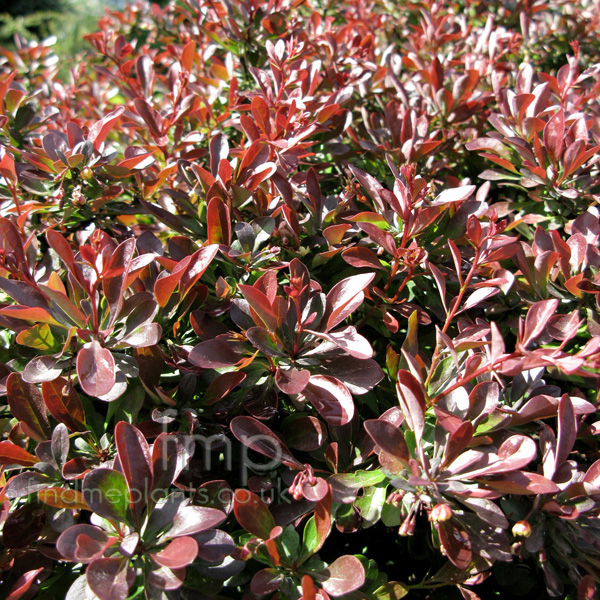 Big Photo of Berberis Thunbergii, Leaf Close-up