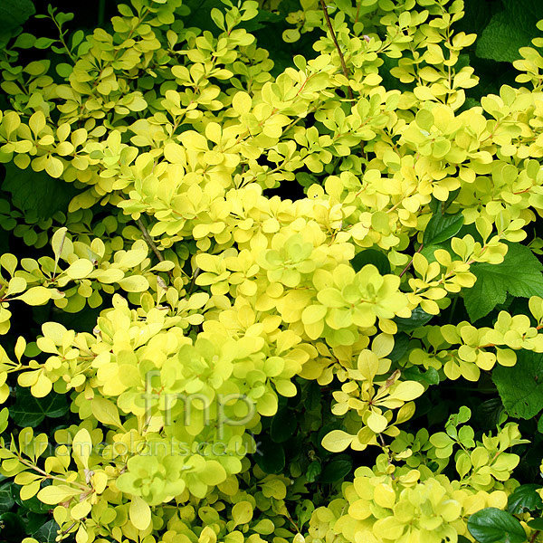 Big Photo of Berberis Thunbergii