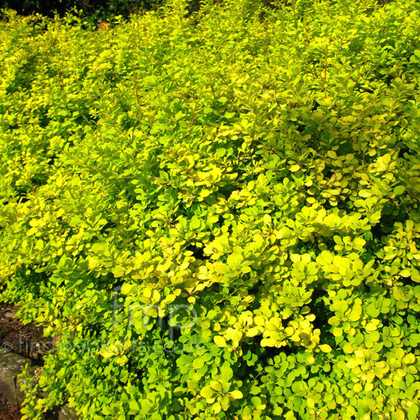 Big Photo of Berberis Thunbergii