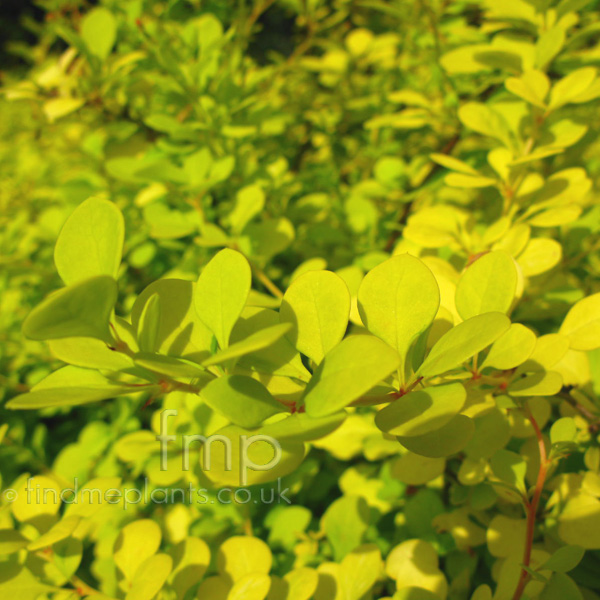 Big Photo of Berberis Thunbergii, Leaf Close-up