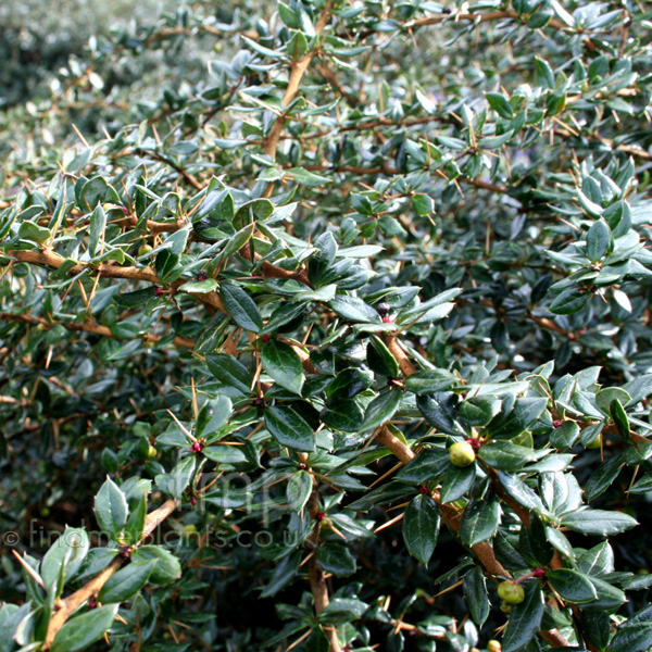 Big Photo of Berberis Verruculosa