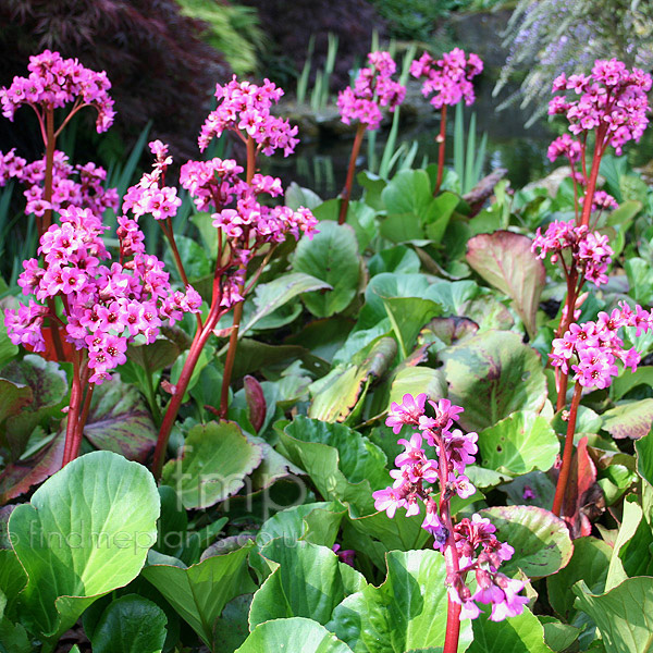 Big Photo of Bergenia 'Sunningdale'