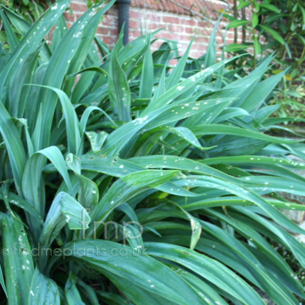 Big Photo of Beschorneria Yuccoides