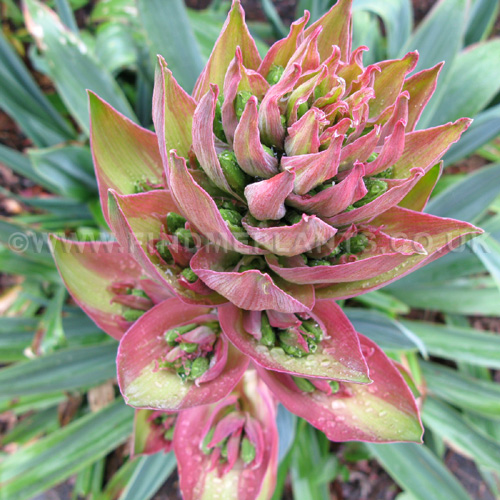 Big Photo of Beschorneria Yuccoides, Flower Close-up