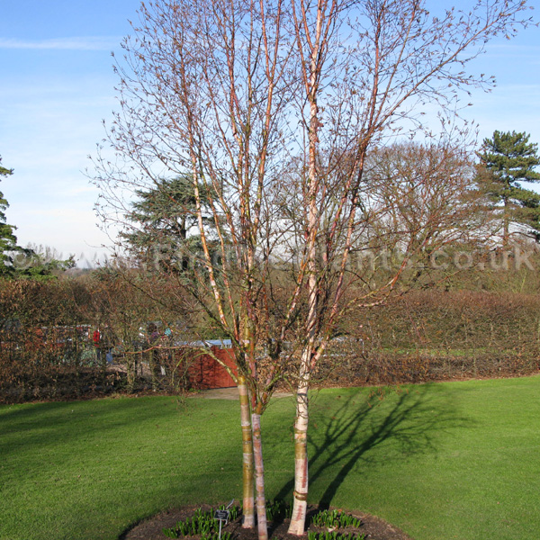 Big Photo of Betula Albo-Sinensis