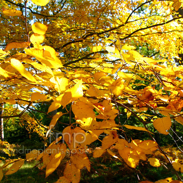 Big Photo of Betula Lenta