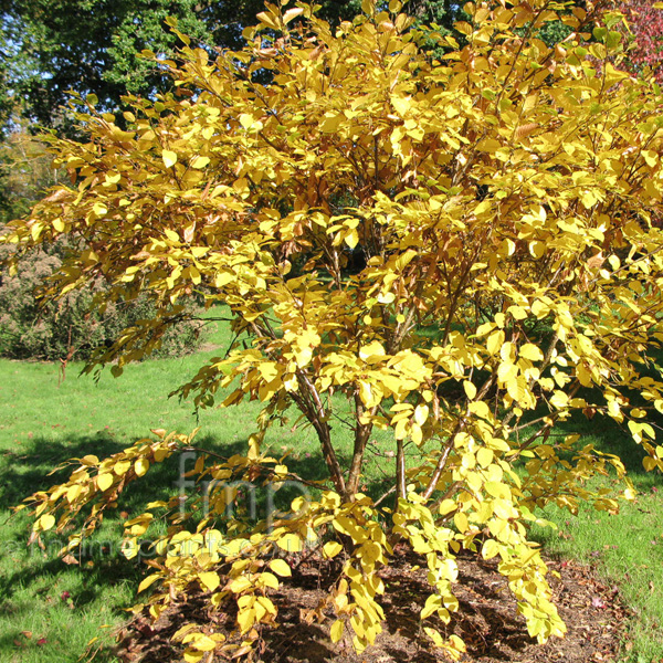 Big Photo of Betula Medwediewii