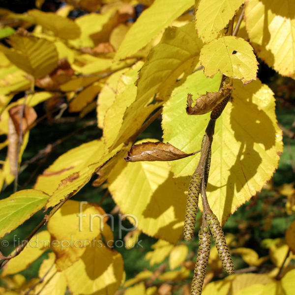 Big Photo of Betula Medwediewii, Leaf Close-up