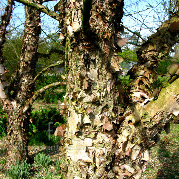 Big Photo of Betula Nigra