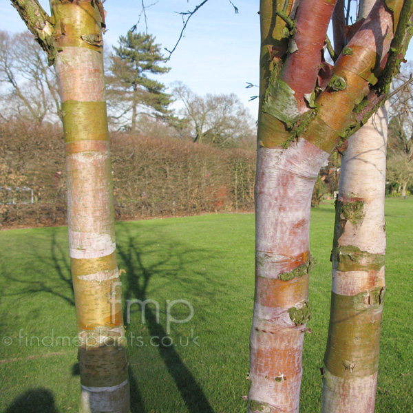 Big Photo of Betula Albo-Sinensis