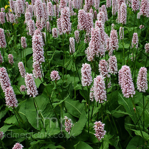 Big Photo of Persicaria Bistorta