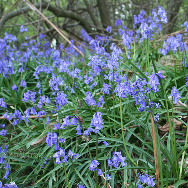 Big Photo of Hyacinthoides Non-Scripta