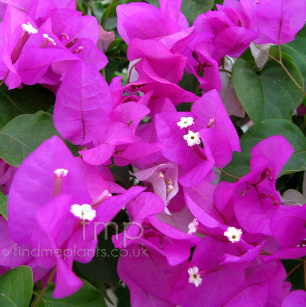 Big Photo of Bougainvillea Spectabilis