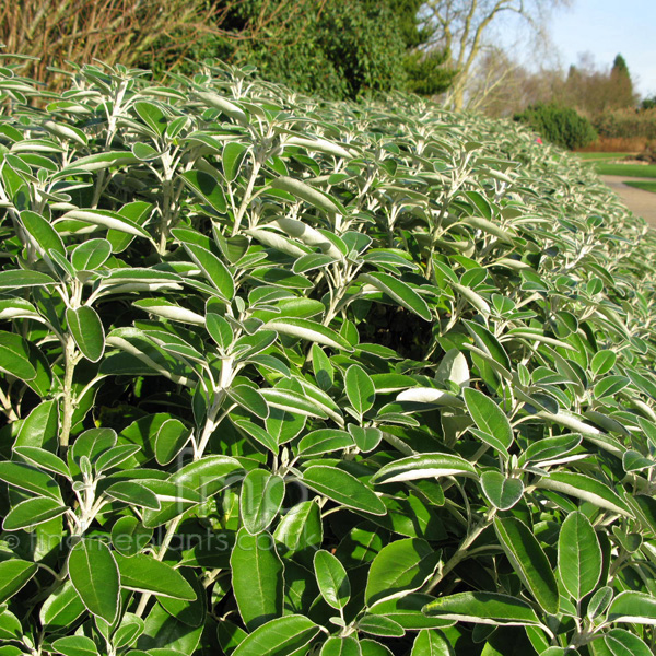 Big Photo of Brachyglottis Greyi