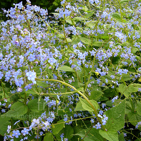 Big Photo of Brunnera Macrophylla