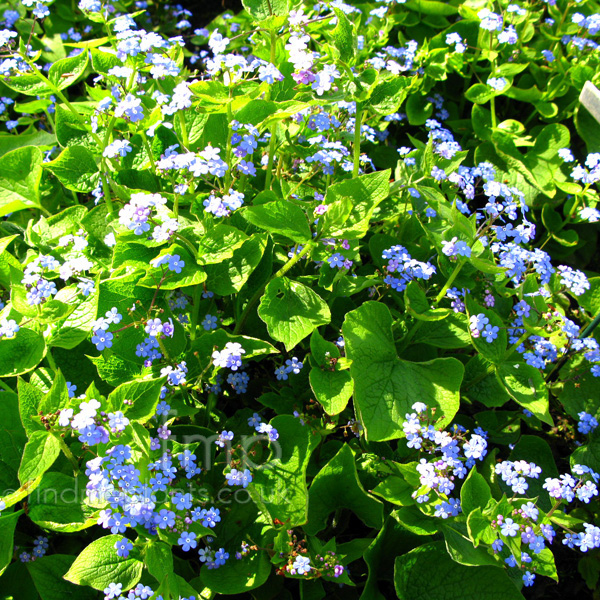 Big Photo of Brunnera Macrophylla