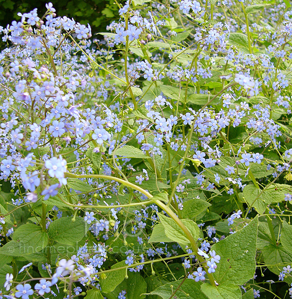 Big Photo of Brunnera Macrophylla