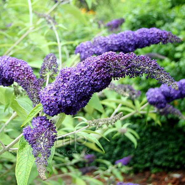 Big Photo of Buddleja Davidii