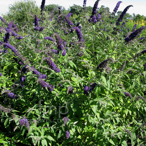 Big Photo of Buddleja Davidii