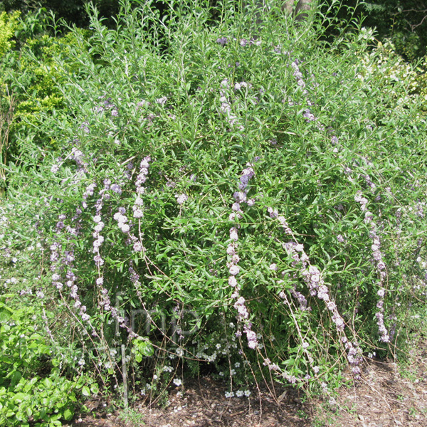 Big Photo of Buddleja Alternifolia