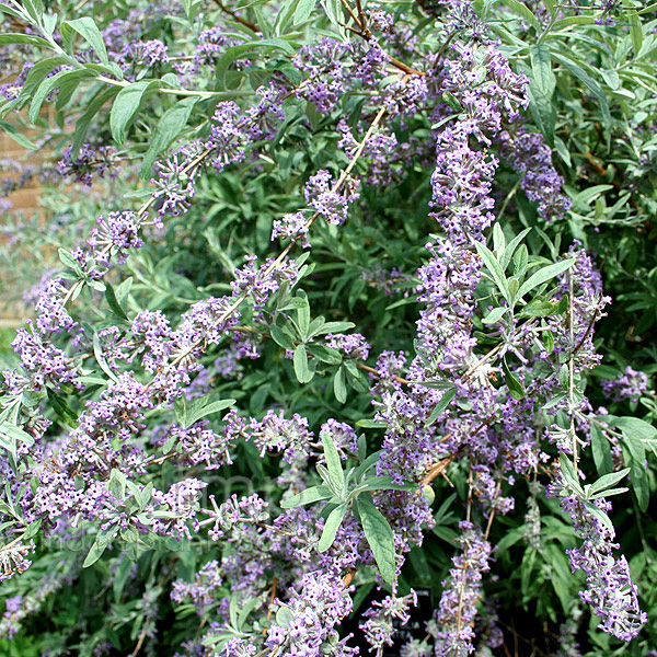 Big Photo of Buddleja Alternifolia