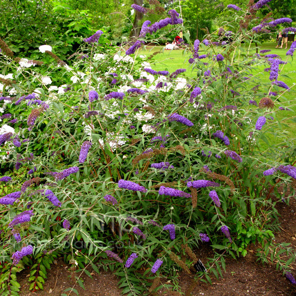 Big Photo of Buddleja Davidii