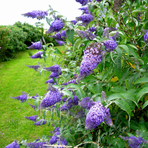 Big Photo of Buddleja Davidii