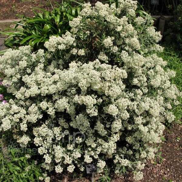 Big Photo of Buddleja Loricata