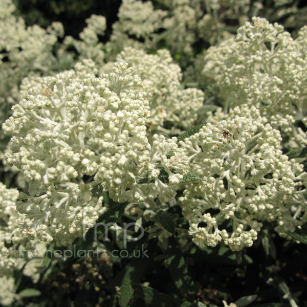 Big Photo of Buddleja Loricata, Flower Close-up