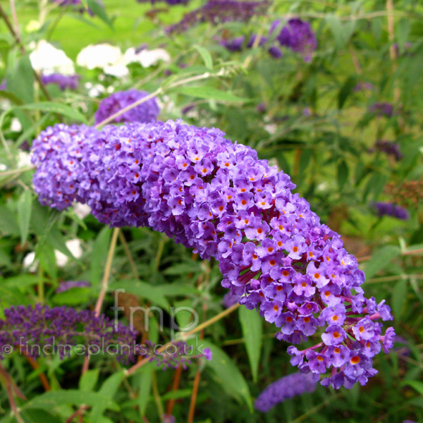 Big Photo of Buddleja Davidii, Flower Close-up