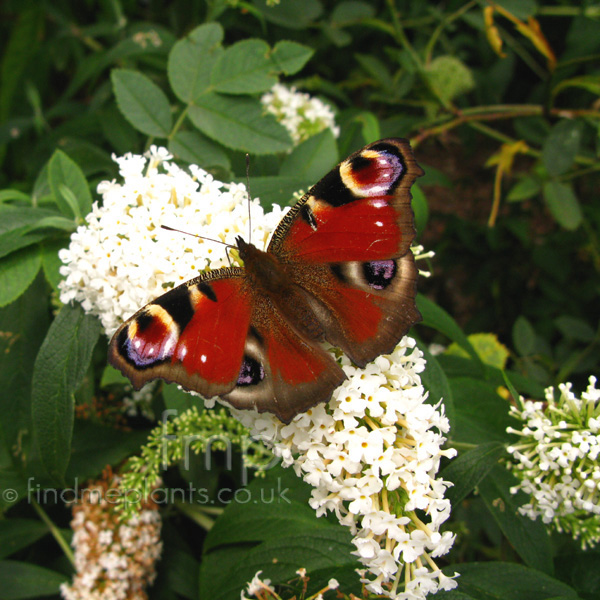 Big Photo of Buddleja Davidii