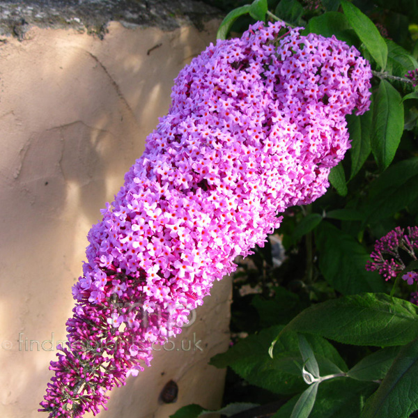 Big Photo of Buddleja Davidii, Flower Close-up