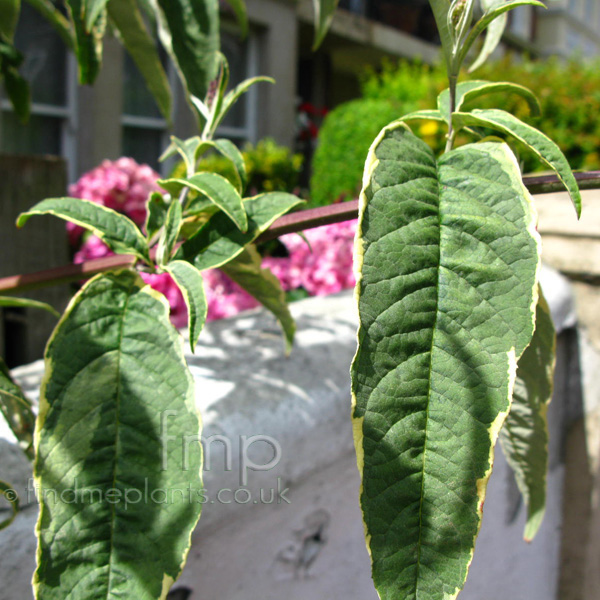 Big Photo of Buddleja Davidii, Leaf Close-up