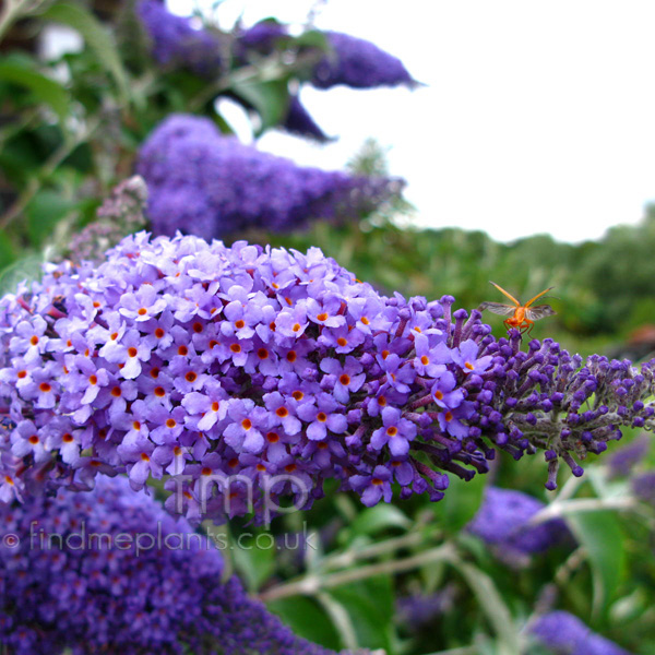 Big Photo of Buddleja Davidii, Flower Close-up