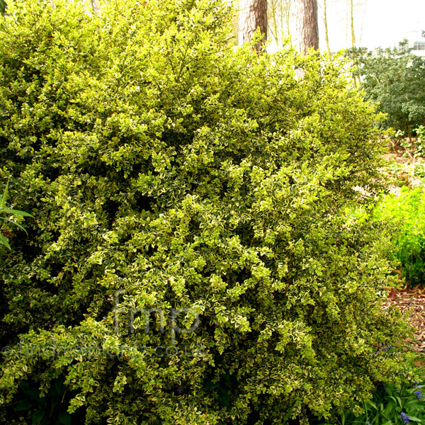 Big Photo of Buxus Sempervirens