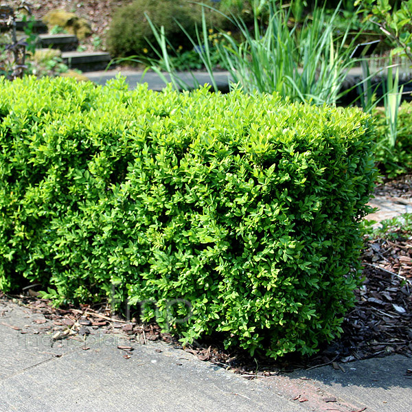 Big Photo of Buxus Sempervirens