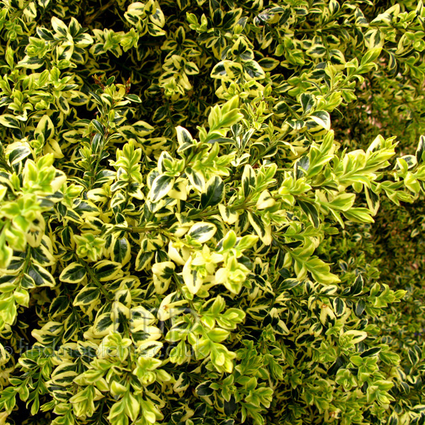 Big Photo of Buxus Sempervirens