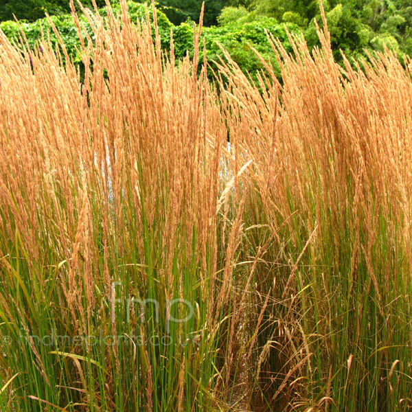 Big Photo of Calamagrostis X Acutiflora