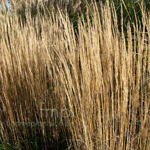 Big Photo of Calamagrostis Epigejos