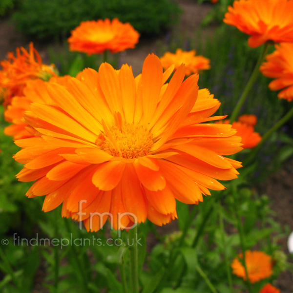 Big Photo of Calendula Officinalis, Flower Close-up